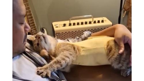 甘える猫