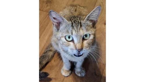 室内にいる猫