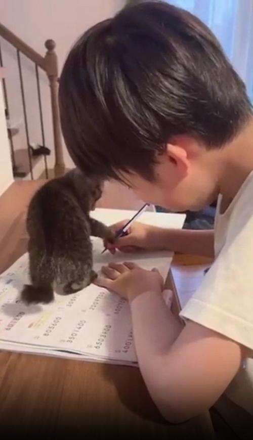 鉛筆で遊ぶ猫