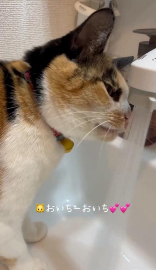 水道から飲む猫