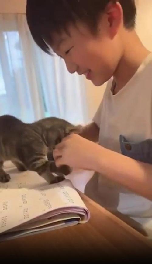 鉛筆で遊ぶ猫
