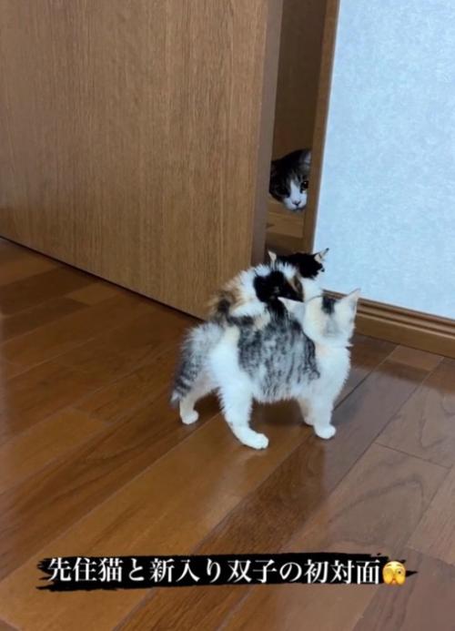 見つめ合う猫