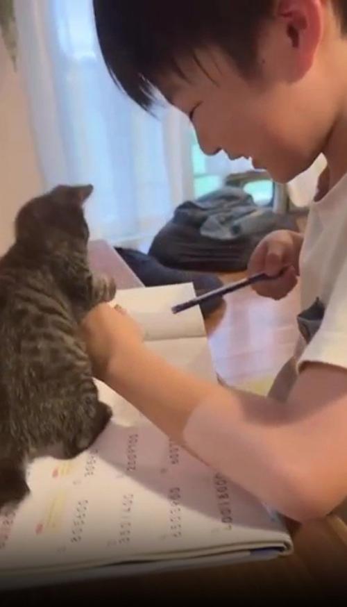鉛筆で遊ぶ猫