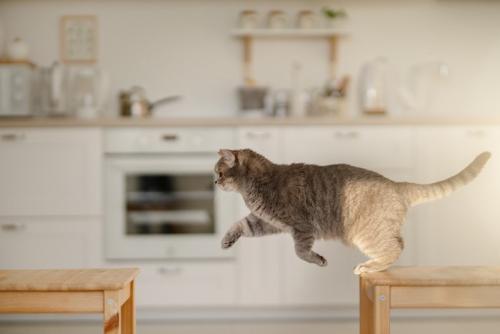 飛び移ろうとする猫