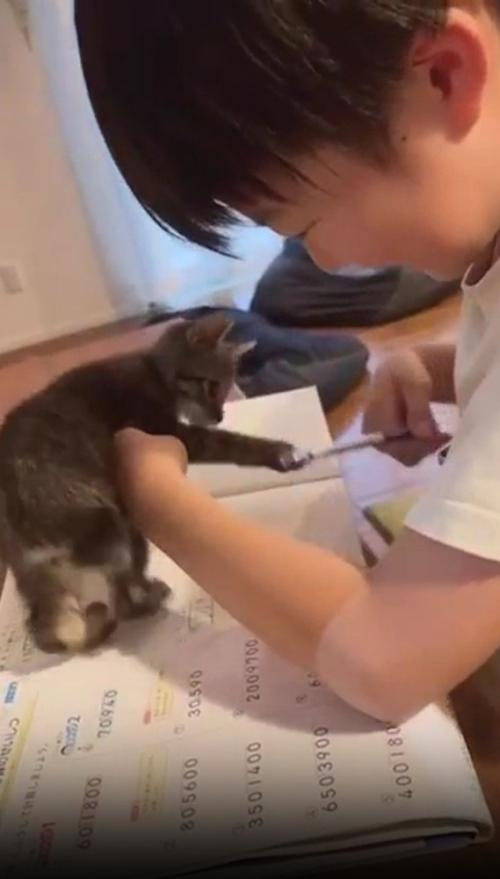鉛筆で遊ぶ猫