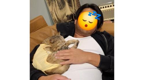 添い寝する猫