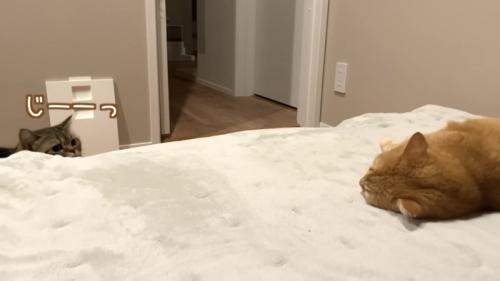 「じーっ」のテロップ写真