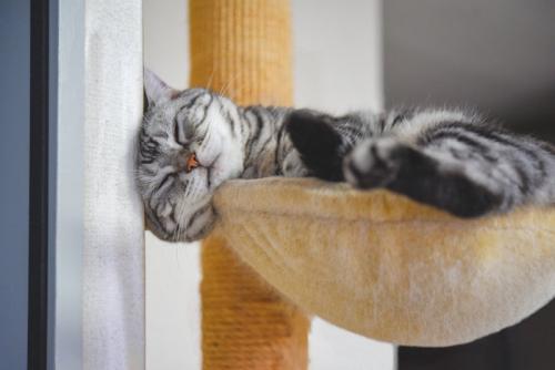 ハンモックからはみだす猫