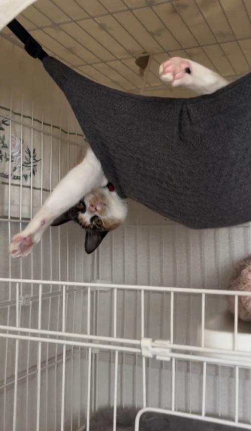 ハンモックにいる猫