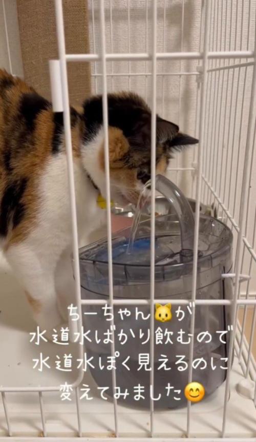 蛇口型給水器と猫