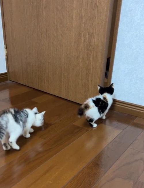 扉へ近づいて行く2匹