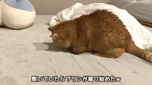 「敷いていた...」のテロップ写真