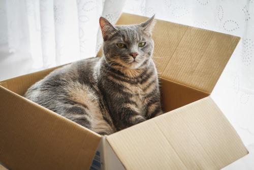 箱の中でくつろぐ老猫