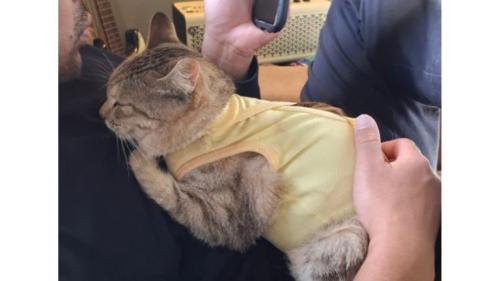 甘える猫