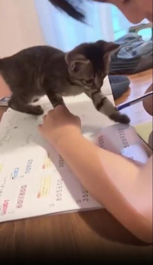 鉛筆で遊ぶ猫