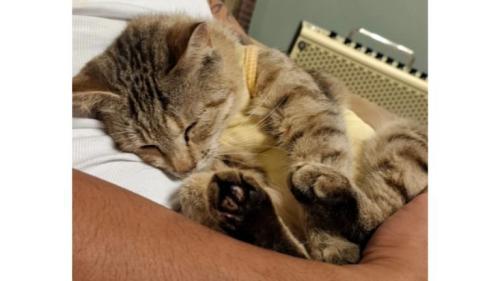 室内にいる猫