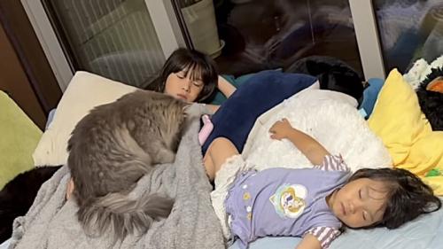 猫が布団をふみふみする様子