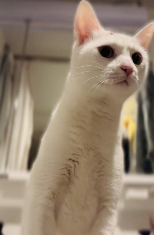 周りを警戒する保護猫