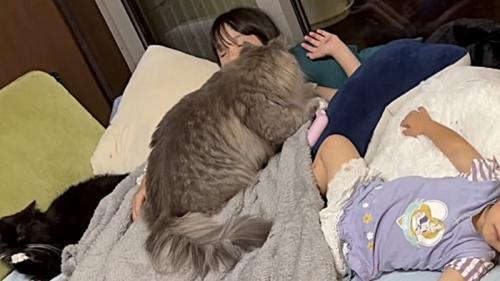 顔を動かした姉に気を取られる猫