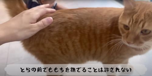 怒る猫