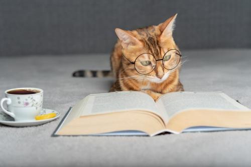 猫と本