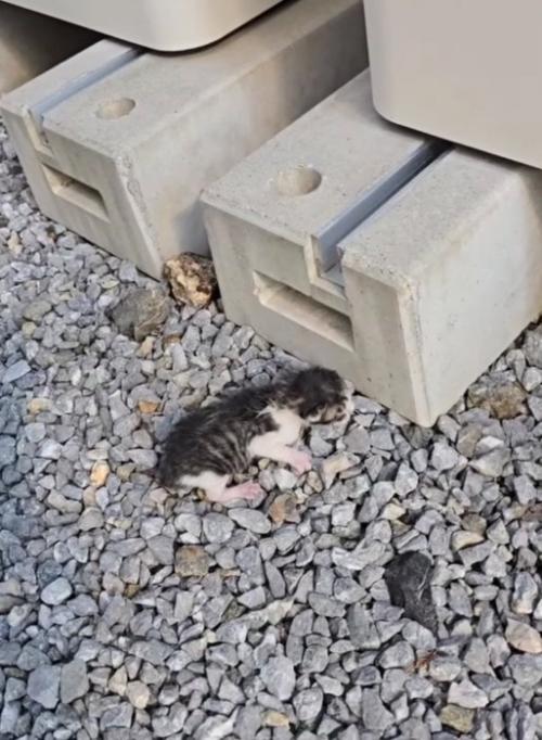 屋外にいる赤ちゃん猫2