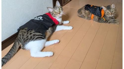 室内にいる猫