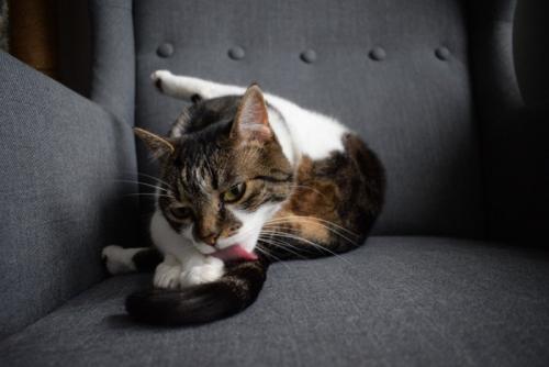 しっぽを舐める猫