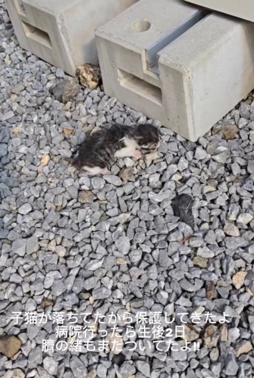 屋外にいる赤ちゃん猫