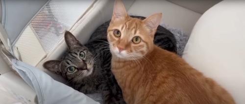 くつろぐ2匹の猫