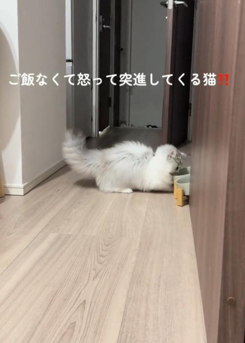 お皿を見る猫