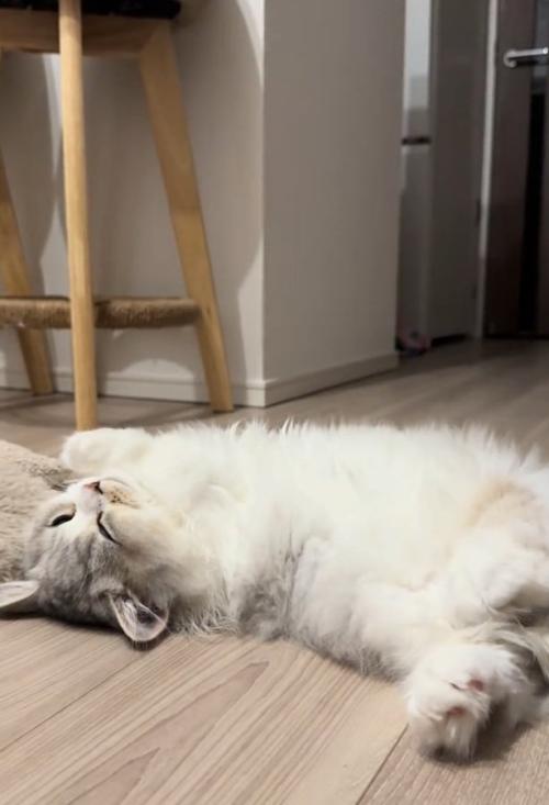 寝転がる猫