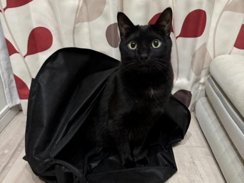 スーツカバーから出してもらった黒猫