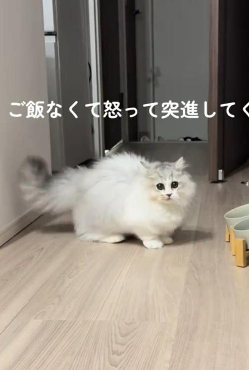飼い主さんを見つめる猫
