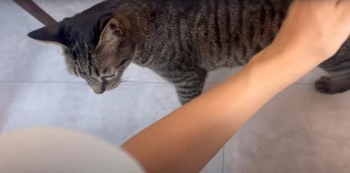 撫でられる猫