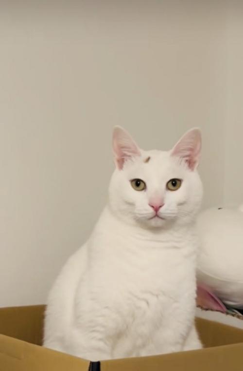 箱の中で座る保護猫