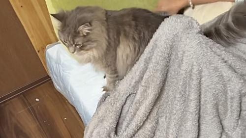 下向きで座る猫