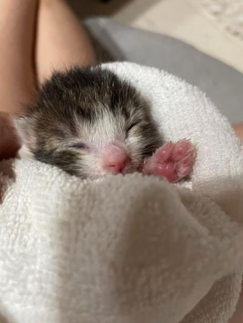 赤ちゃん猫の肉球