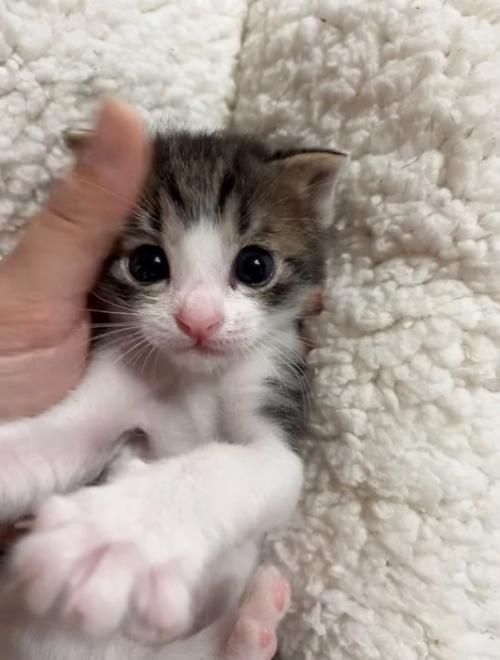 成長した子猫