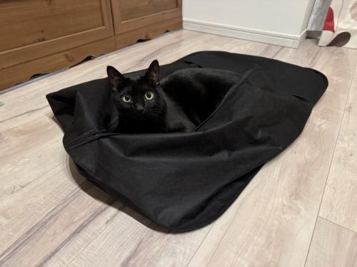 スーツカバーの中で遊ぶ黒猫の様子