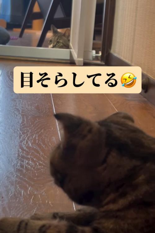 隠れている猫