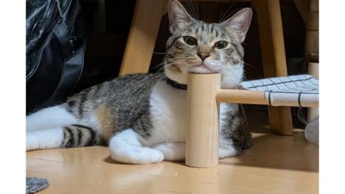 室内にいる猫