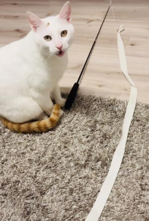 飼い主さんに向かって鳴く保護猫