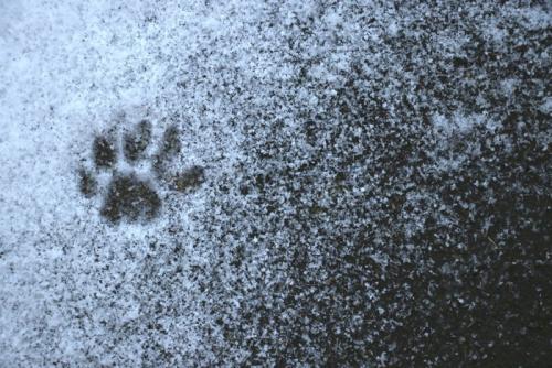 .猫の足あとがついた雪