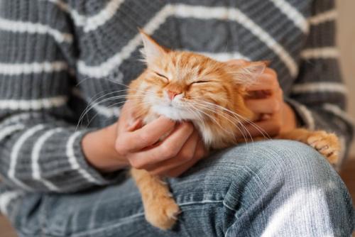 膝の上で撫でられる猫