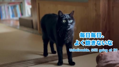 驚いた様子の黒猫
