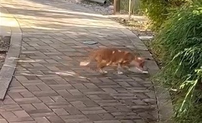 虫を取る子猫