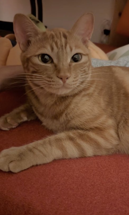 カメラ目線の猫(字幕なし)