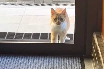 カメラ目線の子猫