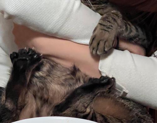 女性に抱きしめられる猫